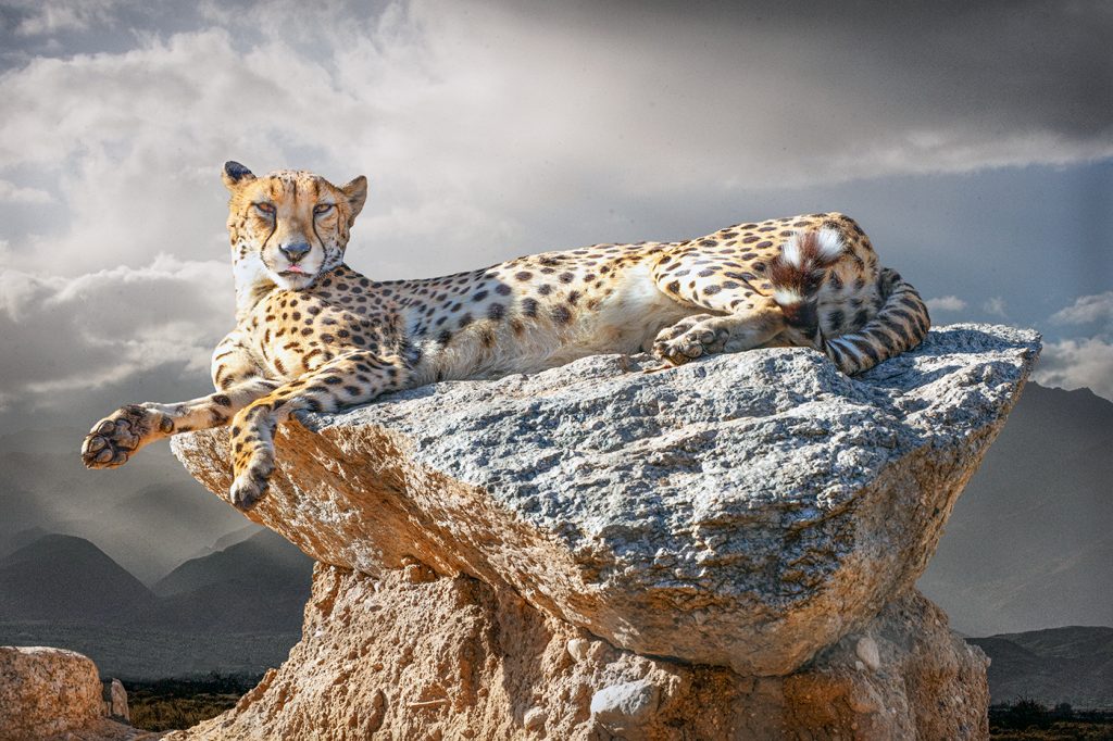 Cheetah - Howard Hunt